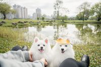 Amy Wang - A dog lover profile image